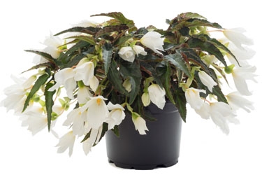 Begonia Waterfall Beauvilia White Variety Thumbnail.jpg